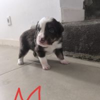 Chiots border collie