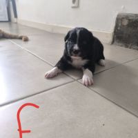 Chiots border collie #4