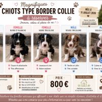 Chiots border collie