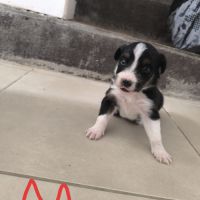 Chiots border collie #5