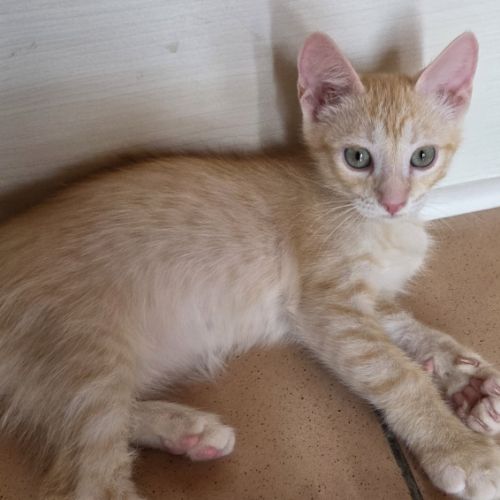 Très gentil chaton 2 mois et demi #1