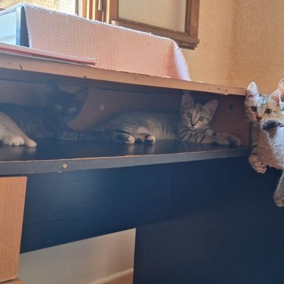 Très gentil chaton 2 mois et demi #2
