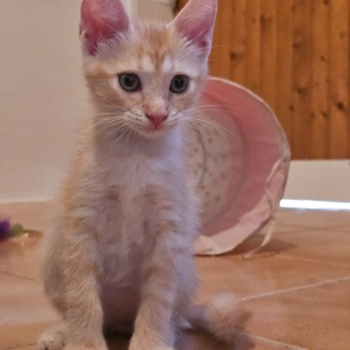 Très gentil chaton 2 mois et demi