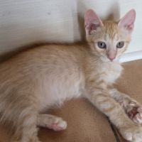 Très gentil chaton 2 mois et demi #1