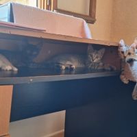 Très gentil chaton 2 mois et demi #2
