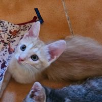 Très gentil chaton 2 mois et demi #3