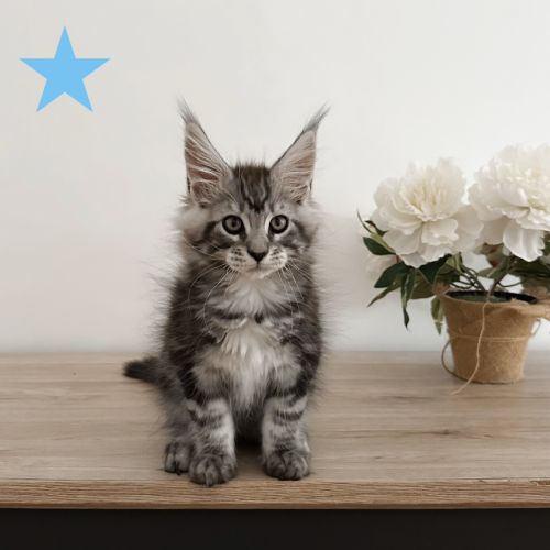 Chatons maine coon polydactile loof #1