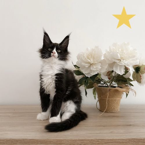 Chatons maine coon polydactile loof #2