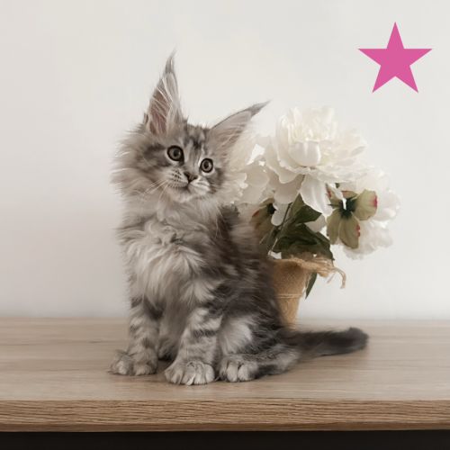Chatons maine coon polydactile loof #3