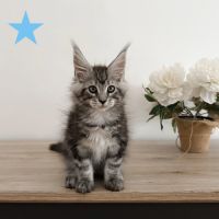 Chatons maine coon polydactile loof #1