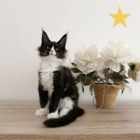 Chatons maine coon polydactile loof #2