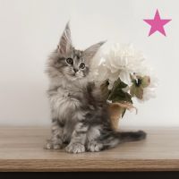 Chatons maine coon polydactile loof #3