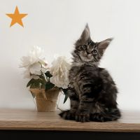 Chatons maine coon polydactile loof