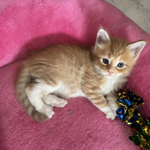 Magnifiques baby’s maine coon