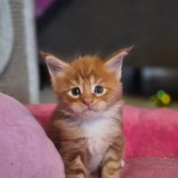 Magnifiques baby’s maine coon #1