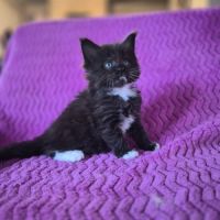 Magnifiques baby’s maine coon #2