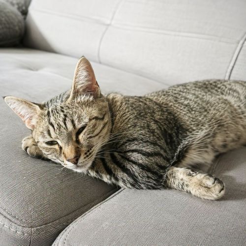 Chatte mimiche #0