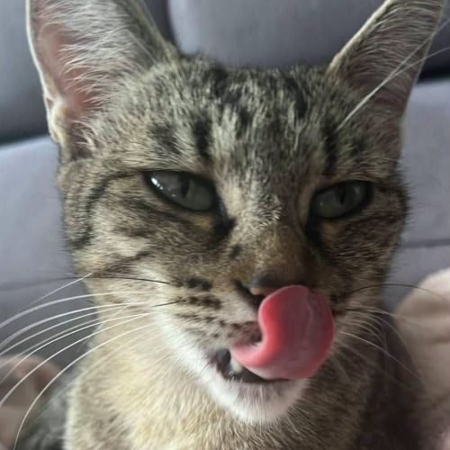 Chatte mimiche #4