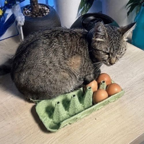 Chatte mimiche #5