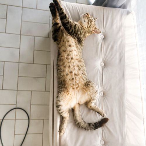 Chatte mimiche #6