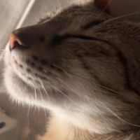 Chatte mimiche #1