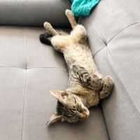Chatte mimiche #2