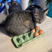 Chatte mimiche #5