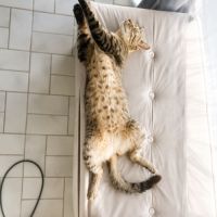 Chatte mimiche #6