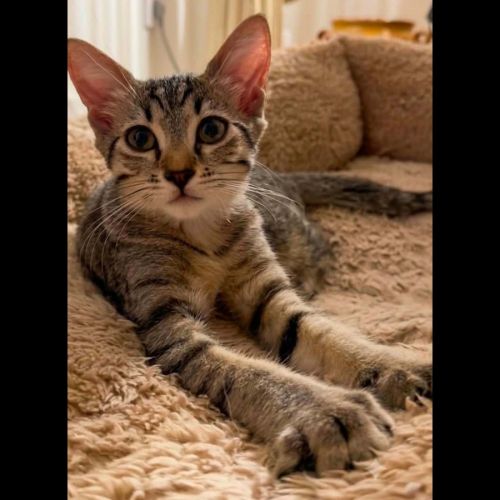 Nyx, adorable chaton à l'adoption