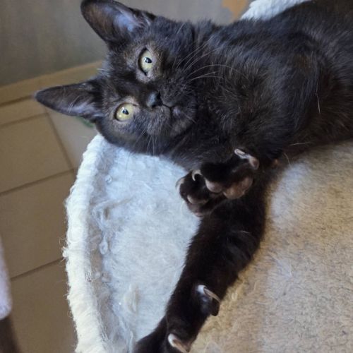Goyave, adorable chaton à l'adoption #3