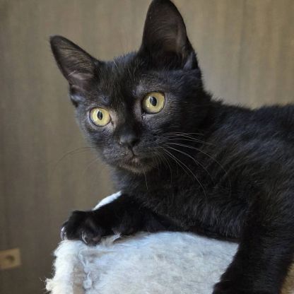 Goyave, adorable chaton à l'adoption #4