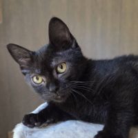 Goyave, adorable chaton à l'adoption #1