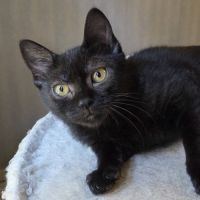 Goyave, adorable chaton à l'adoption