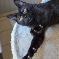 Goyave, adorable chaton à l'adoption #3