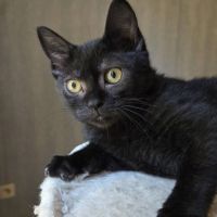 Goyave, adorable chaton à l'adoption #4