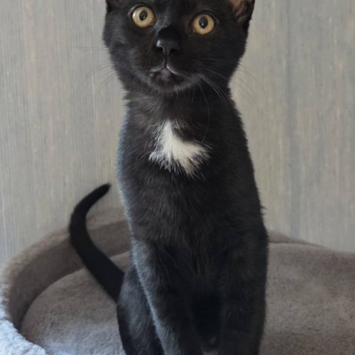 Physalis, adorable chaton à l'adoption #1