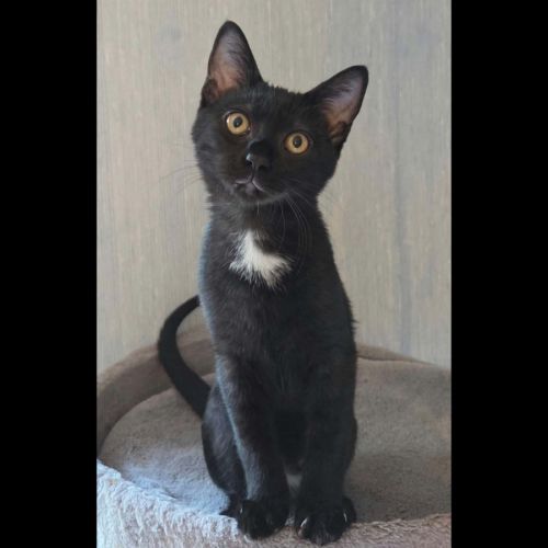 Physalis, adorable chaton à l'adoption