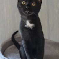Physalis, adorable chaton à l'adoption #1