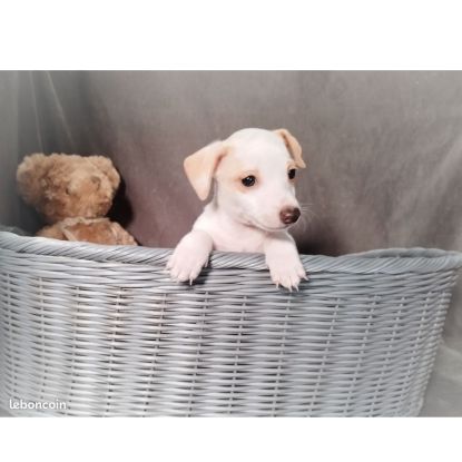 Donne chien contre bon soins #1