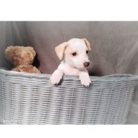 Donne chien contre bon soins #1