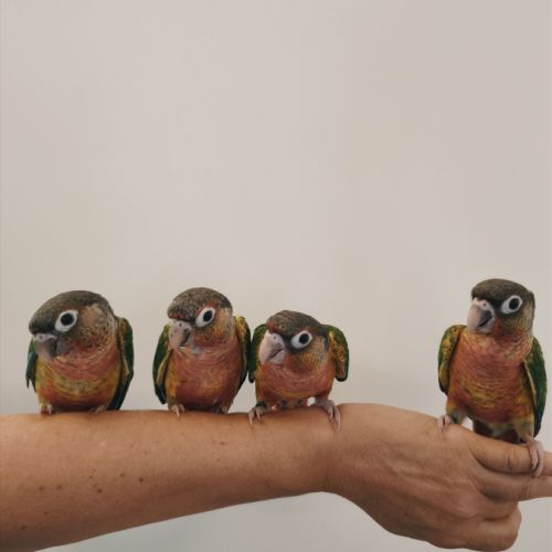 Conure de molina opaline eam #2
