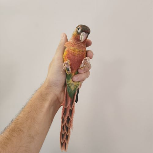 Conure de molina opaline eam