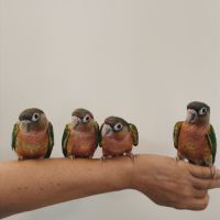 Conure de molina opaline eam #1
