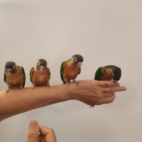 Conure de molina opaline eam #3