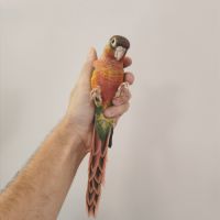Conure de molina opaline eam