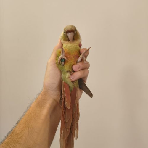 Conure de molina cinnamon eam #1