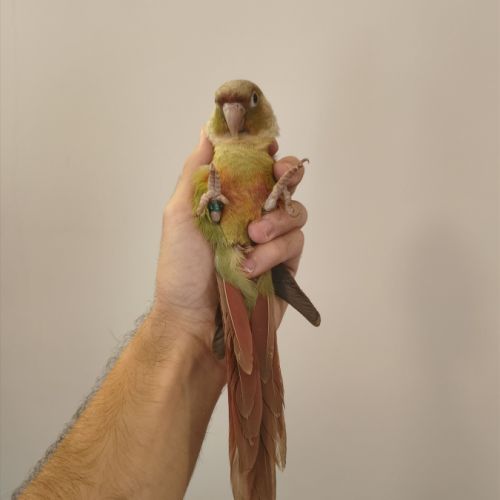 Conure de molina cinnamon eam #2