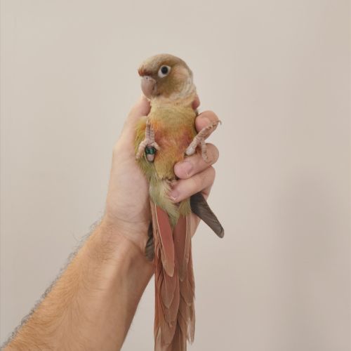 Conure de molina cinnamon eam