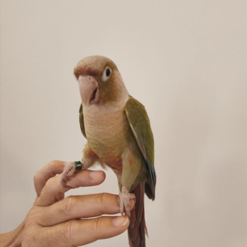 Conure de molina cinnamon eam #4