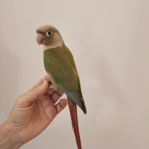 Conure de molina cinnamon eam #5